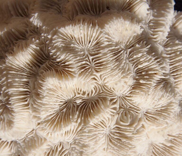 Ce qui se passe dans le cerveau pendant un massage